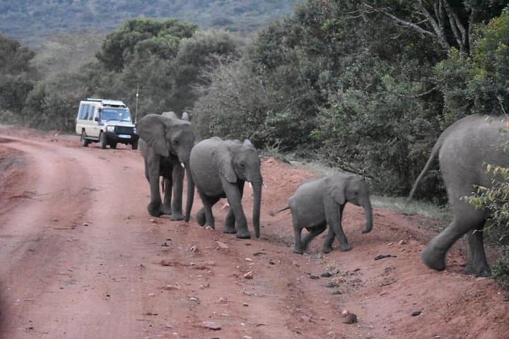 3-Day Group Safari to Maasai Mara in a Land Cruiser Jeep photo 3