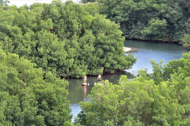 Stand-Up Paddle in Guadeloupe: Mangrove-to-Sea Adventure photo 2