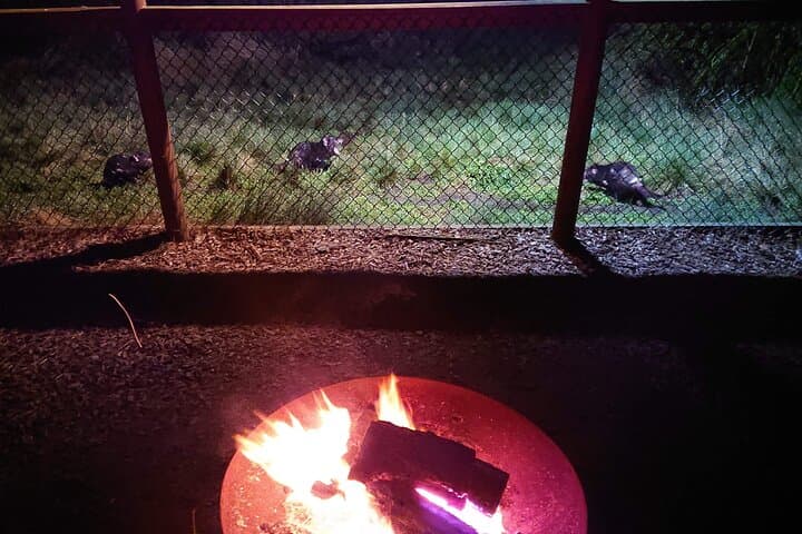 Twilight with the Devils: Cradle Mountain Sunset Sanctuary Experience photo 3