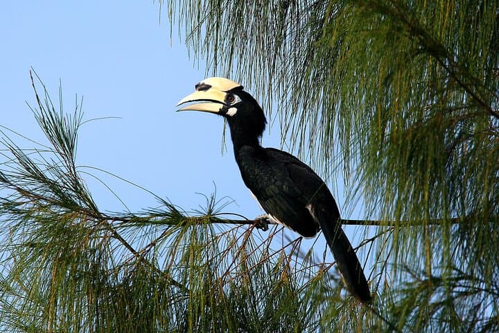 Birdwatching in Desaru: Spot Coastal and Forest Birds on a Guided Morning Tour photo 3