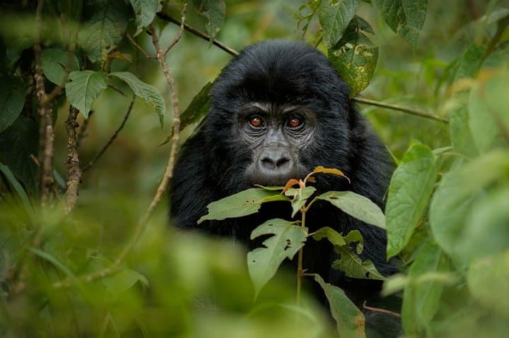 11-Day Uganda & Rwanda Private Safari — Gorilla Trekking, Chimp Tracking & Murchison Falls
