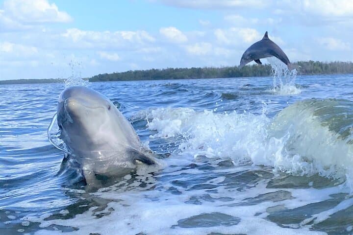 Exploring the Everglades: Manatee, Dolphin, and Birding Boat Tour in the 10,000 Islands photo 2