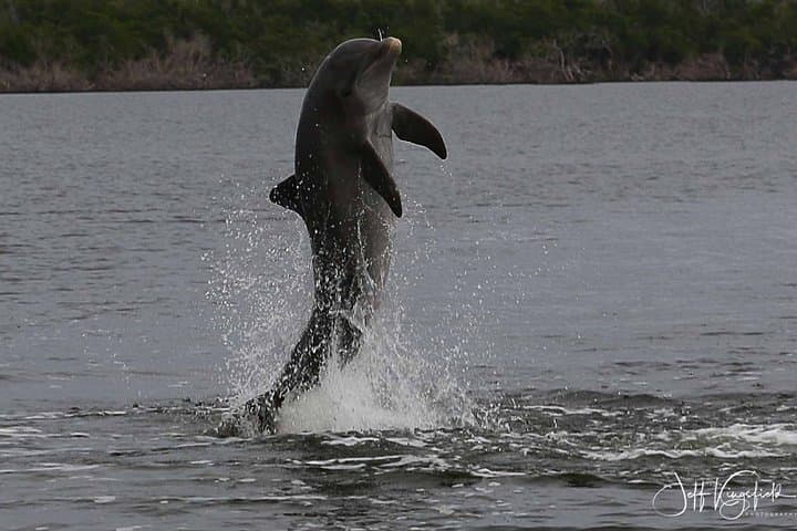Exploring the Everglades: Manatee, Dolphin, and Birding Boat Tour in the 10,000 Islands photo 4