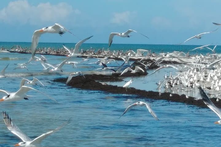 Exploring the Everglades: Manatee, Dolphin, and Birding Boat Tour in the 10,000 Islands photo 5