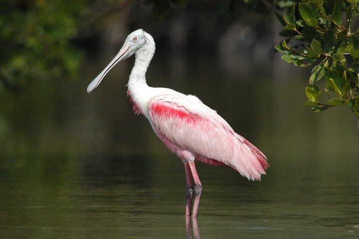 Exploring the Wild Everglades: A Small-Group Boating, Kayaking, and Walking Eco Adventure