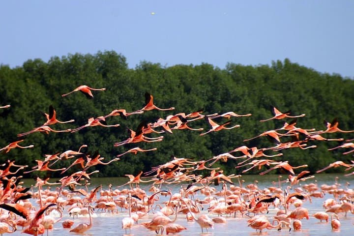 Celestún Flamingo Boat Tour — Private Mangrove Cruise, Birdwatching & Beach photo 3