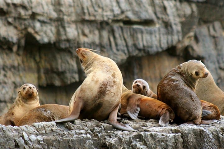 Tasman Peninsula Wilderness Cruise and Port Arthur Day Tour from Hobart photo 4