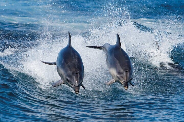 3-Hour Bruny Island Wilderness Cruise from Adventure Bay photo 5