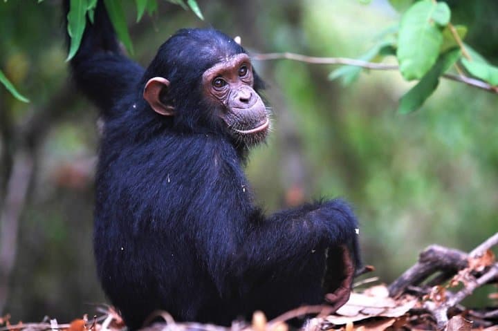 Private 10-Day Primate Experience and Queen Elizabeth Safari — Gorilla Trekking & Chimps in Uganda
