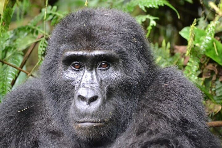 Private 10-Day Primate Experience and Queen Elizabeth Safari — Gorilla Trekking & Chimps in Uganda photo 2