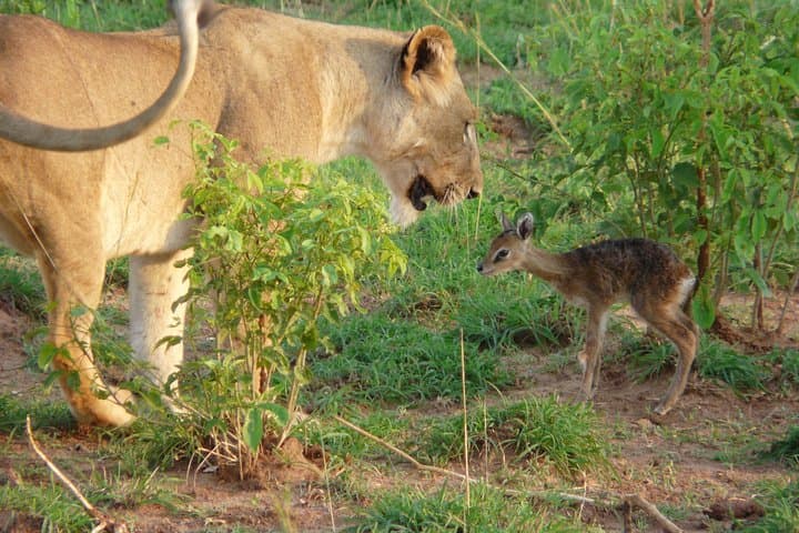 3-Day-Queen-Elizabeth-National-Park-Private-Safari-Uganda