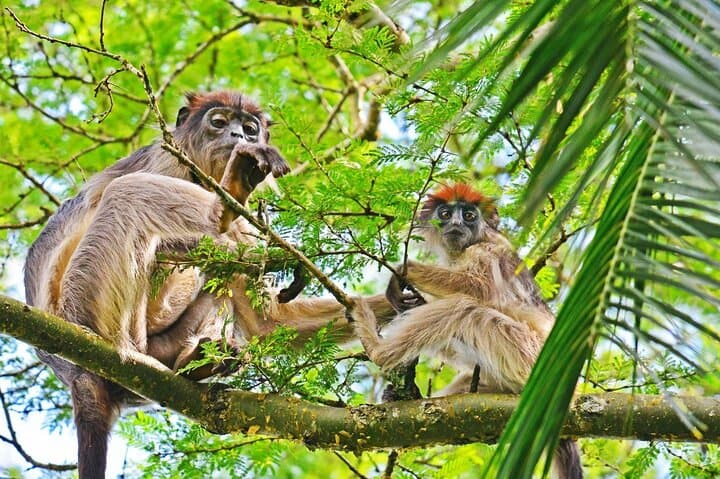 Private 10-Day Primate Experience and Queen Elizabeth Safari — Gorilla Trekking & Chimps in Uganda photo 5