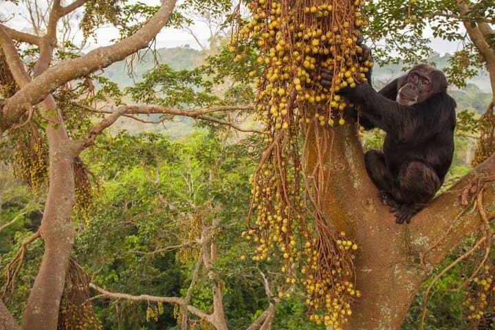 Private 10-Day Primate Experience and Queen Elizabeth Safari — Gorilla Trekking & Chimps in Uganda photo 6