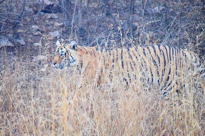 12-Day Golden Triangle and Rajasthan: Delhi to Udaipur with Ranthambore Safari photo 2
