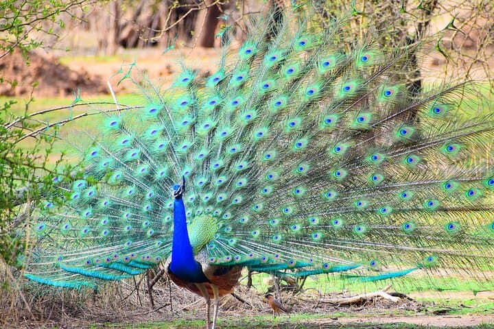 12-Day Golden Triangle and Rajasthan: Delhi to Udaipur with Ranthambore Safari photo 3