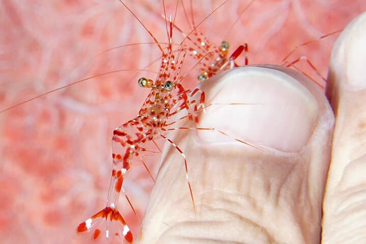 Tulamben Macro Dive Day: Two Shore Dives for Underwater Photographers photo 3