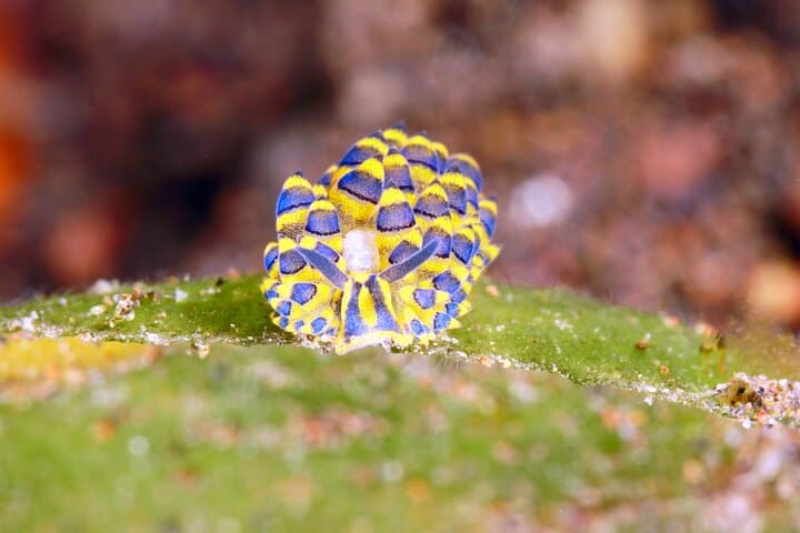 Tulamben Macro Dive Day: Two Shore Dives for Underwater Photographers photo 2