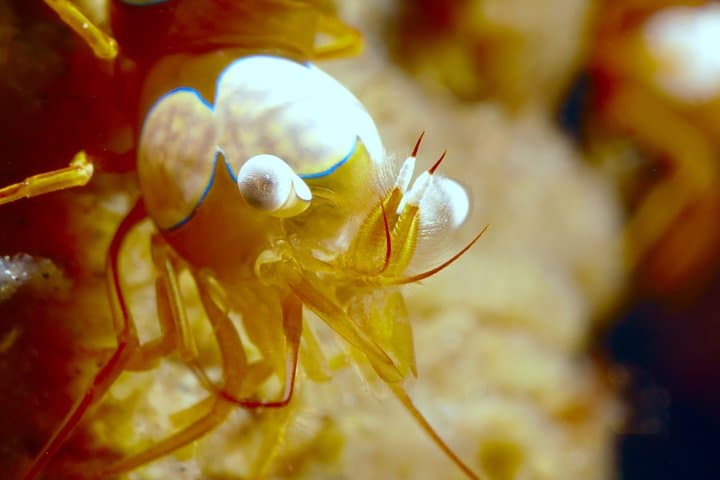 Tulamben Macro Dive Day: Two Shore Dives for Underwater Photographers photo 4