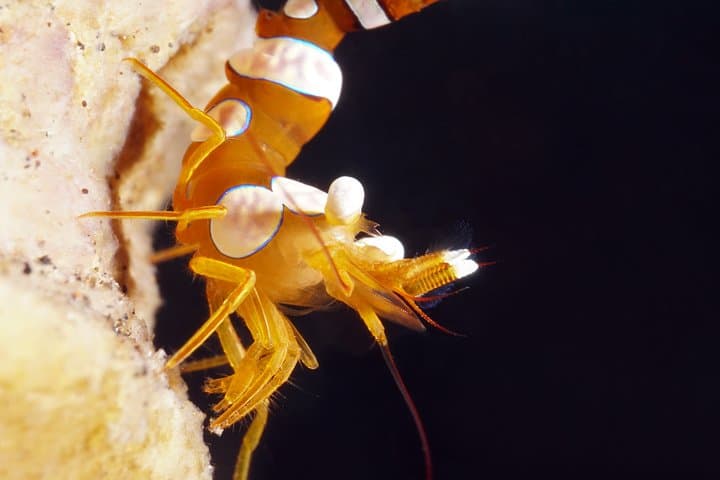 Tulamben Macro Dive Day: Two Shore Dives for Underwater Photographers photo 5