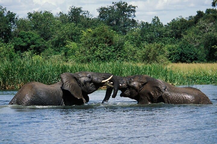 7-Day Private Murchison Falls, Semliki & Kibale Safari: Chimp Trekking, Hot Springs & Nile Cruise photo 3