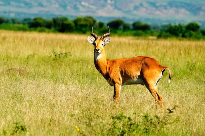 7-Day Private Murchison Falls, Semliki & Kibale Safari: Chimp Trekking, Hot Springs & Nile Cruise photo 4