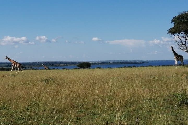 3-Day Murchison Falls Wildlife Safari from Kampala