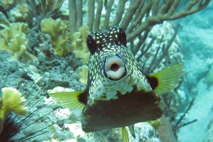 St. Thomas Reef and Turtle Kayak & Snorkel Tour photo 2