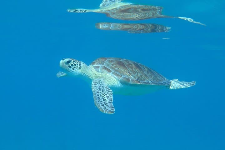 St. Thomas Kayak & Sea Turtle Snorkel: Guided Paddle to Protected Bays photo 6