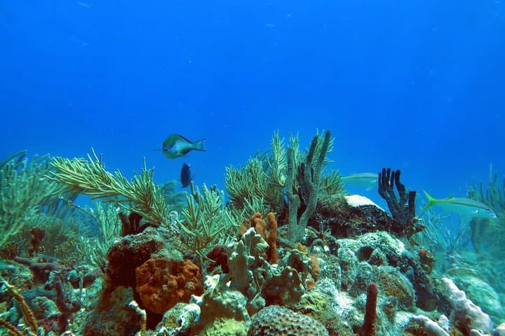 St. Thomas Coral Reef & Turtle Discovery: Kayak, Snorkel, Picnic photo 4