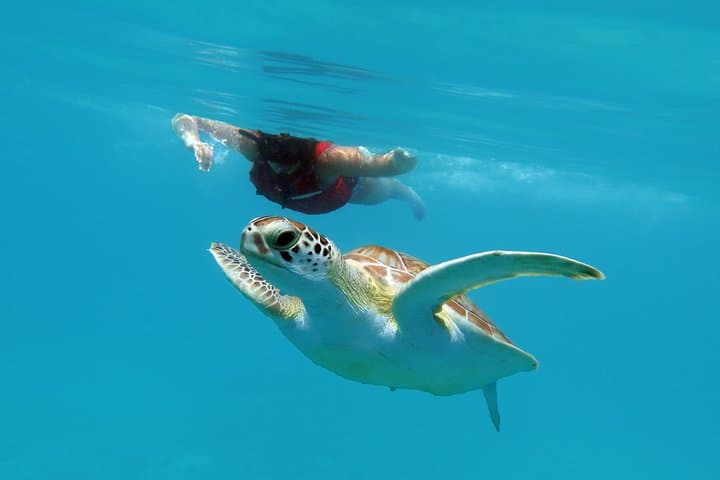 St. Thomas Reef and Turtle Kayak & Snorkel Tour photo 4