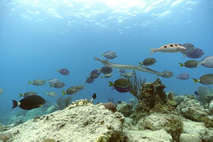 St. Thomas Reef and Turtle Kayak & Snorkel Tour photo 5