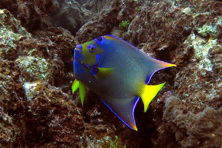 St. Thomas Coral Reef & Turtle Discovery: Kayak, Snorkel, Picnic photo 6