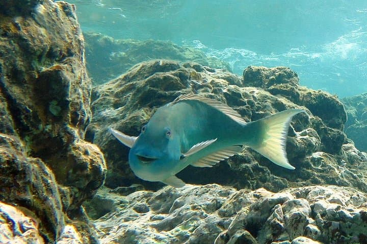 St. Thomas Reef and Turtle Kayak & Snorkel Tour photo 6