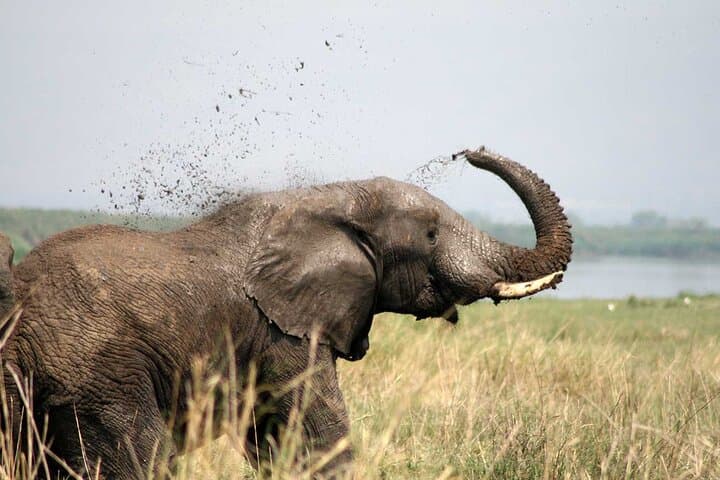 3-Day-Queen-Elizabeth-National-Park-Private-Safari-Uganda photo 2