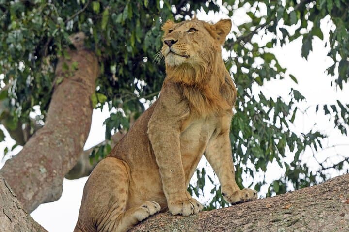 3-Day-Queen-Elizabeth-National-Park-Private-Safari-Uganda photo 3