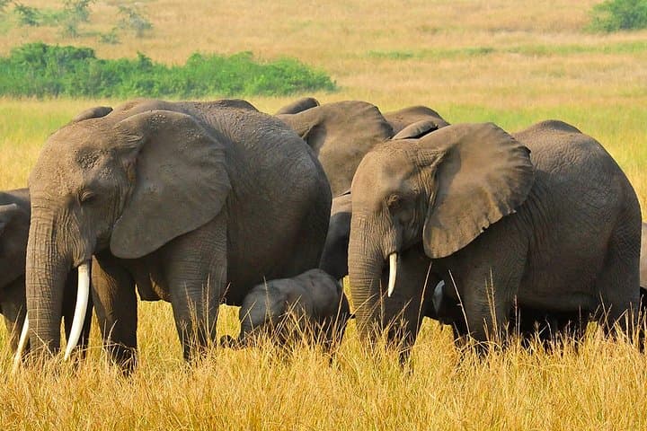3-Day-Queen-Elizabeth-National-Park-Private-Safari-Uganda photo 4