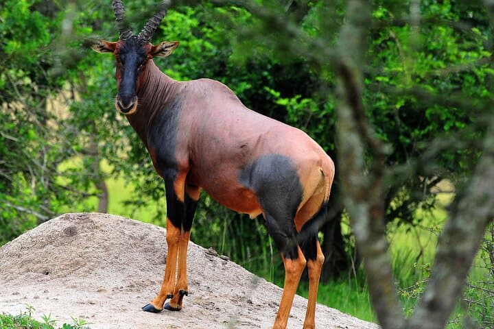 3-Day-Queen-Elizabeth-National-Park-Private-Safari-Uganda photo 5
