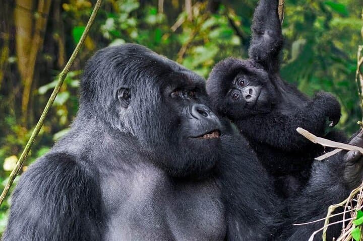 9-Day Uganda Safari Encounter — Gorilla Trekking, Chimps, Rhinos & Murchison Falls
