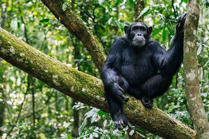 9-Day Uganda Safari Encounter — Gorilla Trekking, Chimps, Rhinos & Murchison Falls photo 2