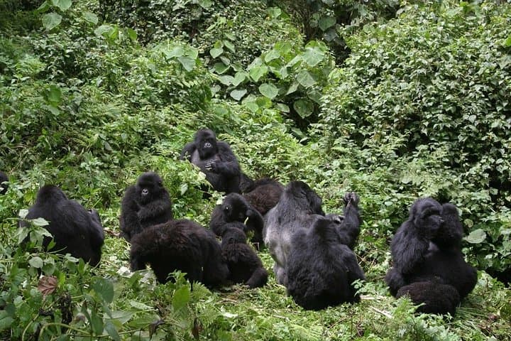 9-Day Uganda Safari Encounter — Gorilla Trekking, Chimps, Rhinos & Murchison Falls photo 5