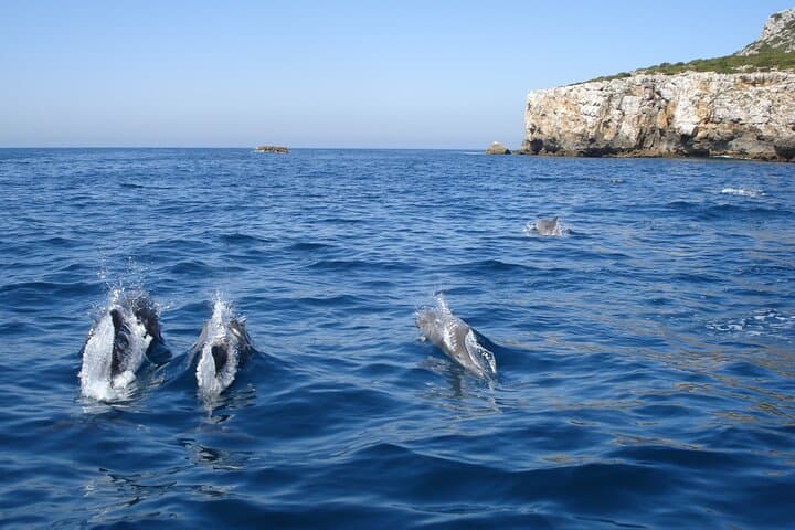 Dolphin Watching in Arrábida Marine Park — Boat Tours from Sesimbra photo 3