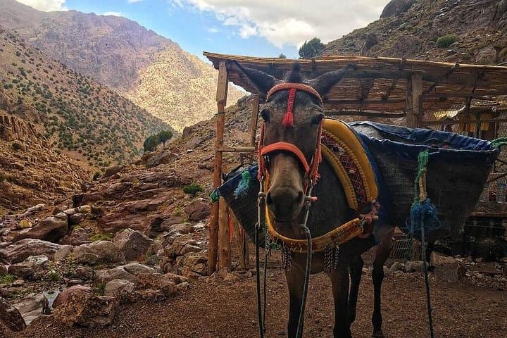 High Atlas 3-Day Trek from Marrakech — Berber Villages, Passes & Waterfalls photo 4