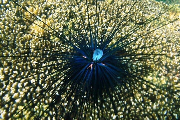 Huatulco Shore Snorkel: Premium Family Snorkeling in Santa Cruz Bay photo 5