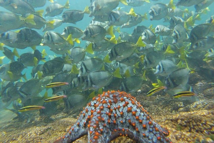 Huatulco Shore Snorkel: Premium Family Snorkeling in Santa Cruz Bay photo 6