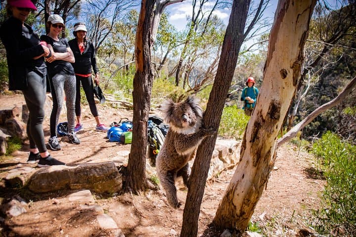 Morialta Gorge Rock Climbing and Abseiling — Full-Day Adventure in Adelaide photo 3