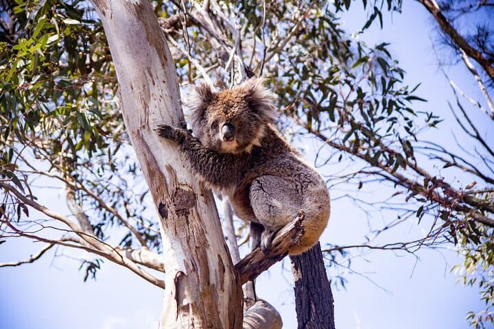 Abseiling at Morialta Gorge: Half-Day Rappel Adventure Near Adelaide photo 4