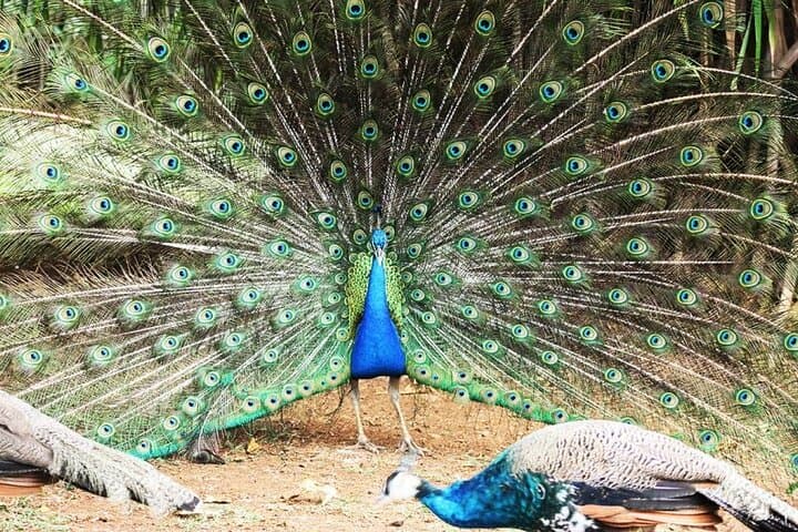 Casela Bird Park and La Vallée des Couleurs — Full-Day Private Taxi from Port Louis photo 6