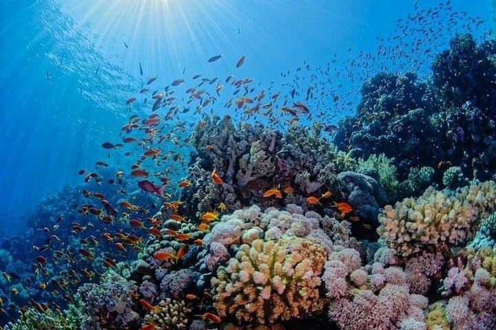 Snorkeling Tiran Island: Red Sea Day Trip from Sharm El Sheikh photo 2