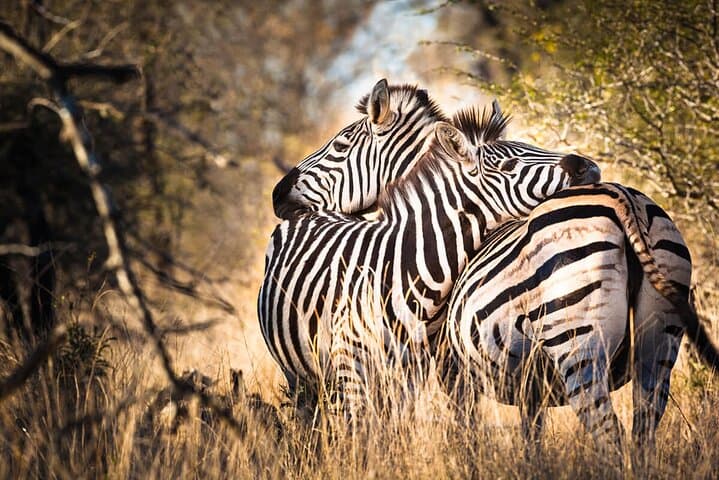 Lake Manyara One-Day Safari: Tree-Climbing Lions, Flamingo Shores & Rift Escarpment Views photo 4