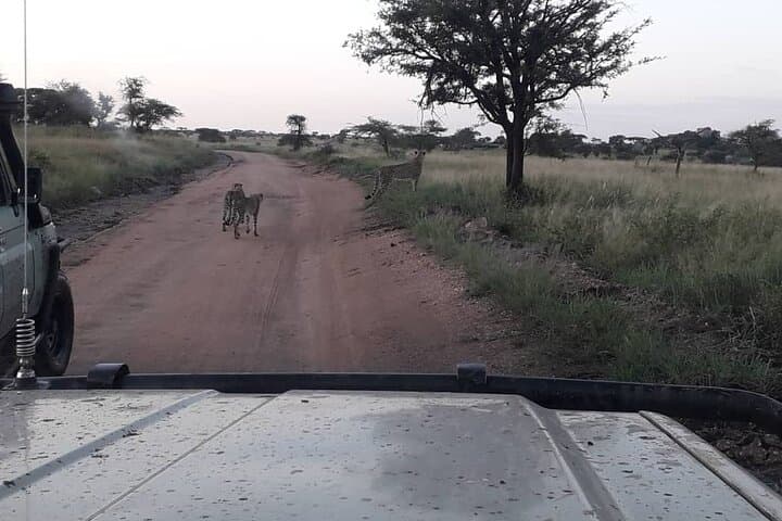 5-Day Tanzania Budget Camping Safari: Tarangire, Serengeti & Ngorongoro photo 2